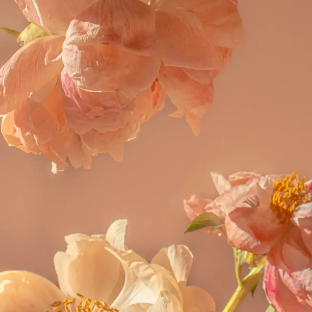 helen-van-rOgYjKS-uZs-unsplash.webp